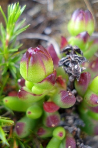 Esterhuysenia drepanophylla budding